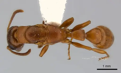 Tetraponera natalensis specimen CASENT0217594 image casent0217594_1