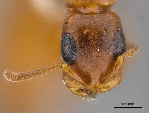 Tetraponera natalensis specimen CASENT0217594 image casent0217594_2