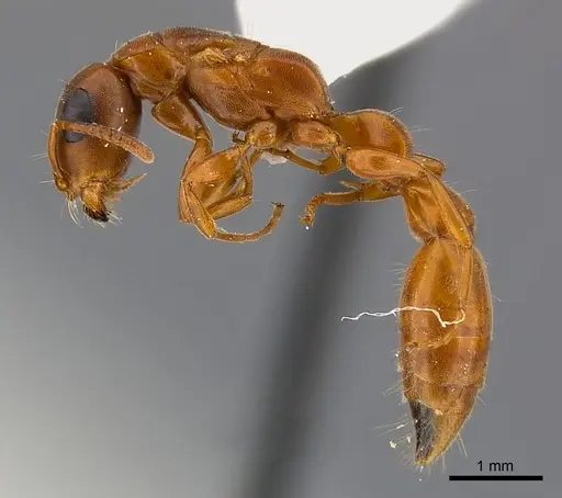 Tetraponera natalensis specimen CASENT0217594 image casent0217594_3