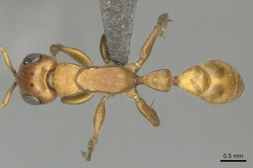 Tetraponera natalensis specimen CASENT0235819 image casent0235819_1