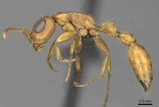 Tetraponera natalensis specimen CASENT0235819 image casent0235819_3