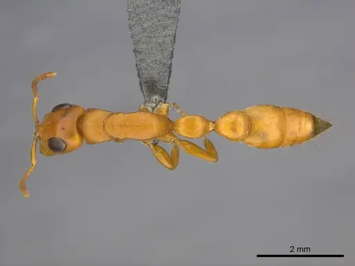 Tetraponera natalensis specimen CASENT0257309 image casent0257309_1