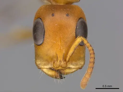 Tetraponera natalensis specimen CASENT0257309 image casent0257309_2