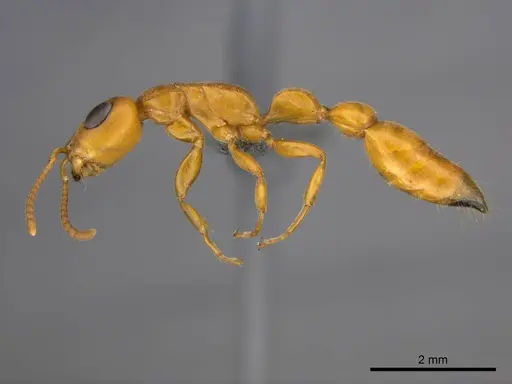 Tetraponera natalensis specimen CASENT0257309 image casent0257309_3
