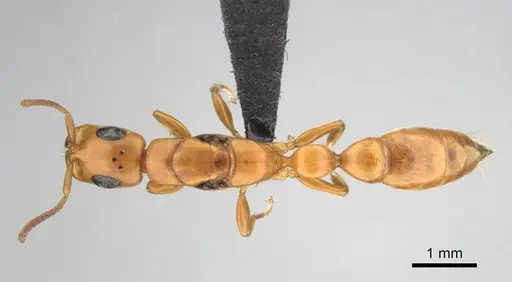 Tetraponera natalensis specimen CASENT0257421 image casent0257421_1