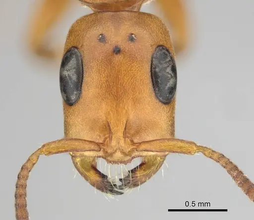 Tetraponera natalensis specimen CASENT0257421 image casent0257421_2