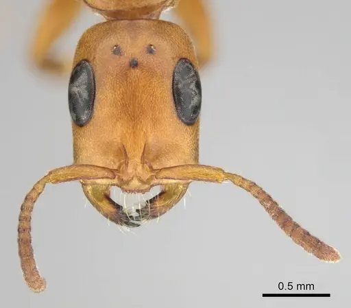 Tetraponera natalensis specimen CASENT0257421 image casent0257421_3