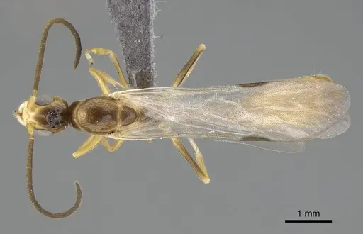 Tetraponera natalensis specimen CASENT0778290 image casent0778290_1