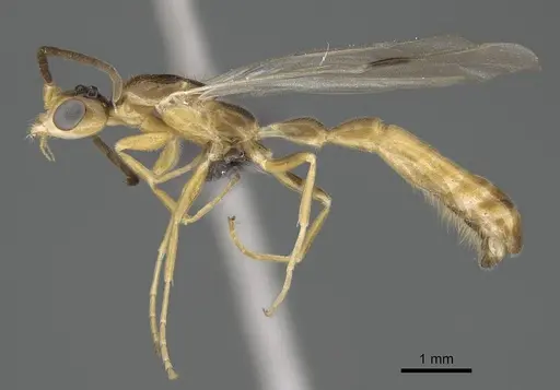 Tetraponera natalensis specimen CASENT0778290 image casent0778290_3
