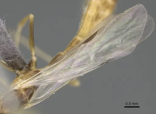 Tetraponera natalensis specimen CASENT0778290 image casent0778290_4