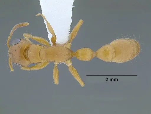 Tetraponera natalensis specimen CASENT0794194 image casent0794194_1