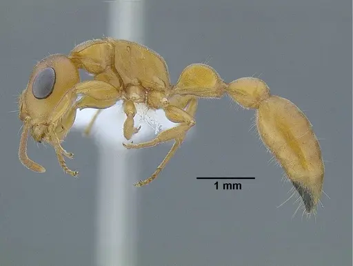 Tetraponera natalensis specimen CASENT0794194 image casent0794194_3