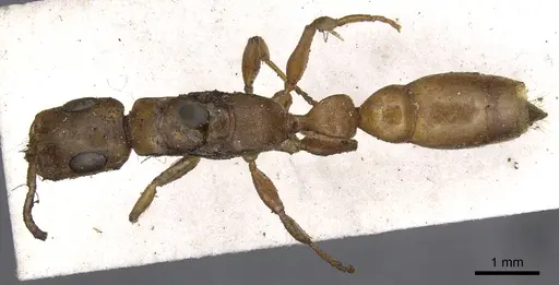 Tetraponera natalensis specimen CASENT0902819 image casent0902819_1