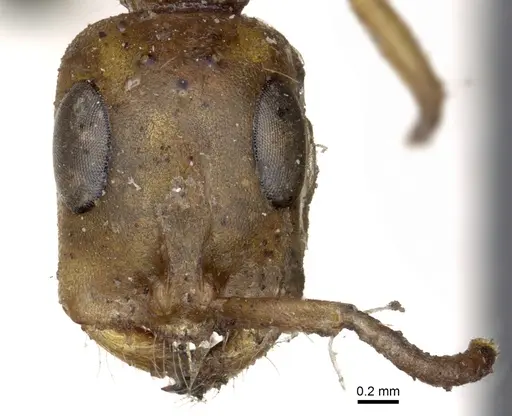 Tetraponera natalensis specimen CASENT0902819 image casent0902819_2