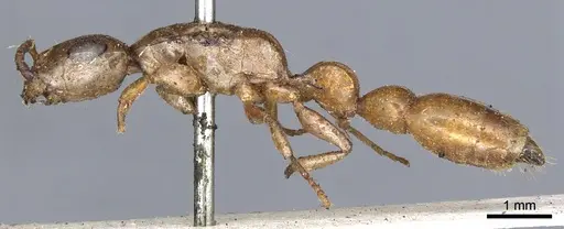 Tetraponera natalensis specimen CASENT0902819 image casent0902819_3