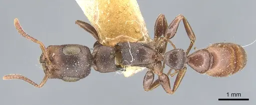 Tetraponera natalensis specimen CASENT0904031 image casent0904031_1