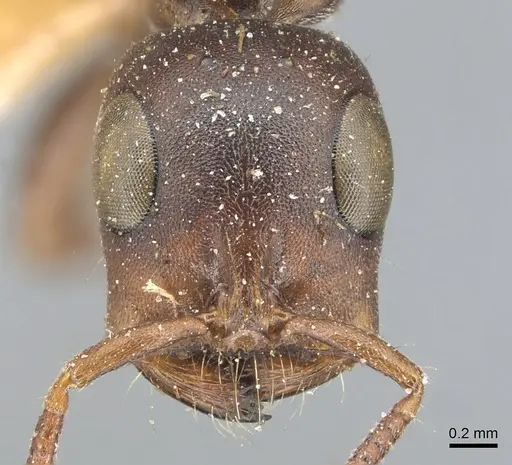 Tetraponera natalensis specimen CASENT0904031 image casent0904031_2