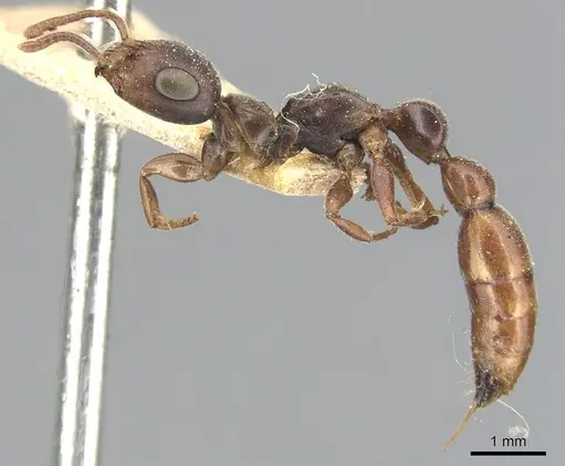 Tetraponera natalensis specimen CASENT0904031 image casent0904031_3