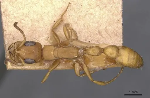 Tetraponera natalensis specimen CASENT0907452 image casent0907452_1