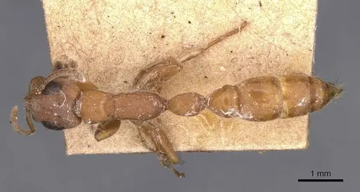 Tetraponera natalensis specimen CASENT0907453 image casent0907453_1