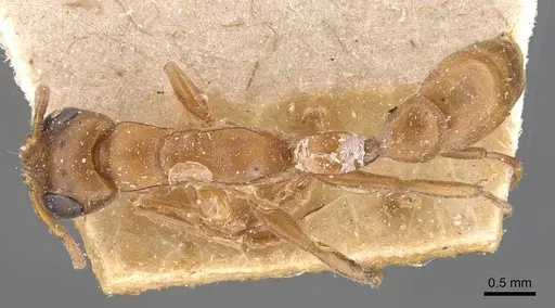Tetraponera natalensis specimen CASENT0907454 image casent0907454_1