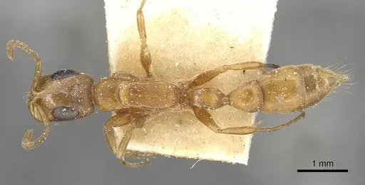 Tetraponera natalensis specimen CASENT0915533 image casent0915533_1