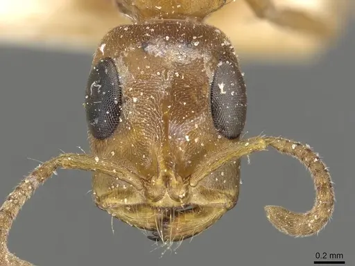 Tetraponera natalensis specimen CASENT0915533 image casent0915533_2