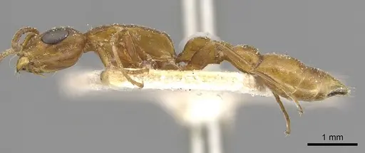 Tetraponera natalensis specimen CASENT0915533 image casent0915533_3