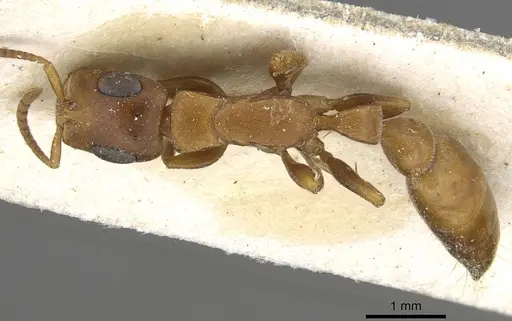 Tetraponera natalensis specimen CASENT0915534 image casent0915534_1