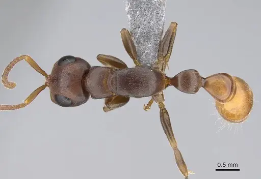 Tetraponera natalensis specimen CASENT0922254 image casent0922254_1