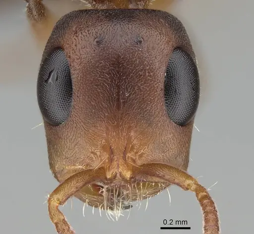 Tetraponera natalensis specimen CASENT0922254 image casent0922254_2