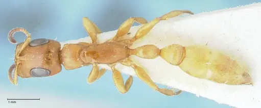Tetraponera natalensis specimen FOCOL1158 image focol1158_1