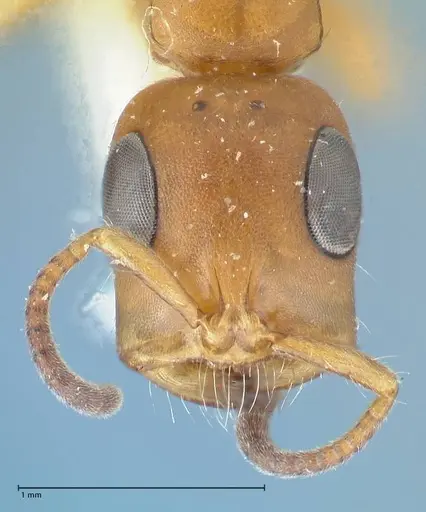 Tetraponera natalensis specimen FOCOL1158 image focol1158_2