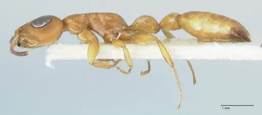Tetraponera natalensis specimen FOCOL1158 image focol1158_3