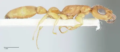 Tetraponera natalensis specimen FOCOL1158 image focol1158_4