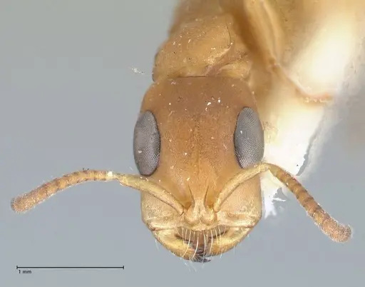 Tetraponera natalensis specimen FOCOL1159 image focol1159_2