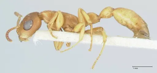 Tetraponera natalensis specimen FOCOL1159 image focol1159_3