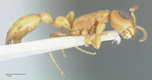 Tetraponera natalensis specimen FOCOL1159 image focol1159_4