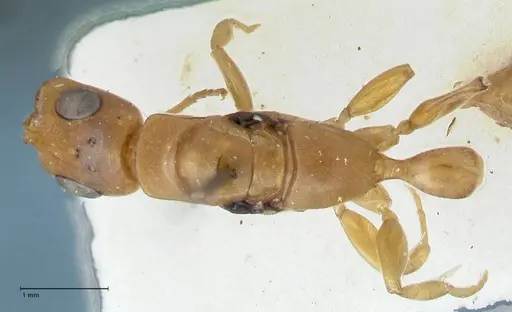 Tetraponera natalensis specimen FOCOL1160 image focol1160_1