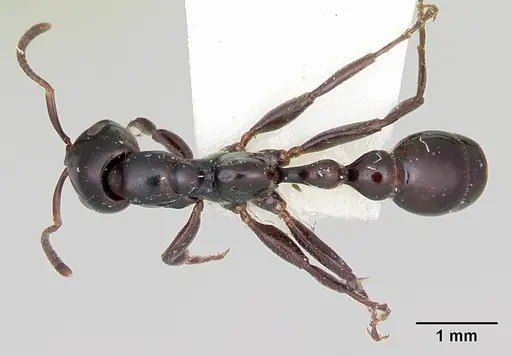 Tetraponera nigra specimen CASENT0103313 image casent0103313_1
