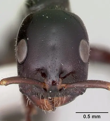 Tetraponera nigra specimen CASENT0103313 image casent0103313_2