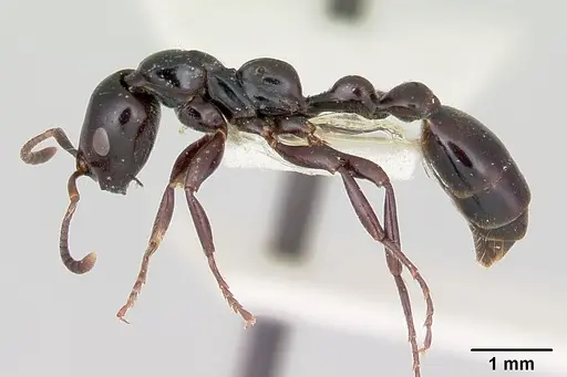 Tetraponera nigra specimen CASENT0103313 image casent0103313_3