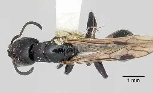 Tetraponera nigra specimen CASENT0103314 image casent0103314_1