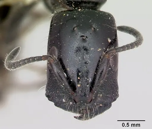Tetraponera nigra specimen CASENT0103314 image casent0103314_2