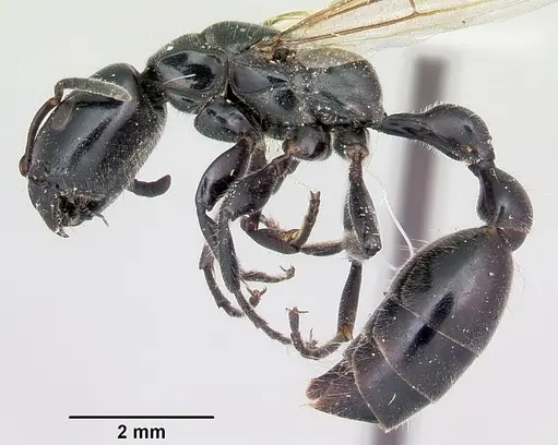Tetraponera nigra specimen CASENT0103314 image casent0103314_3