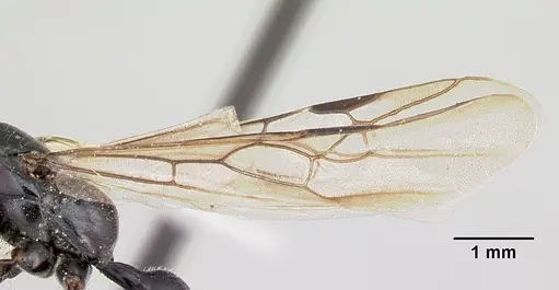 Tetraponera nigra specimen CASENT0103314 image casent0103314_4