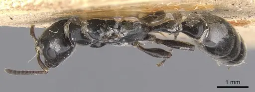 Tetraponera nigra specimen CASENT0902830 image casent0902830_1
