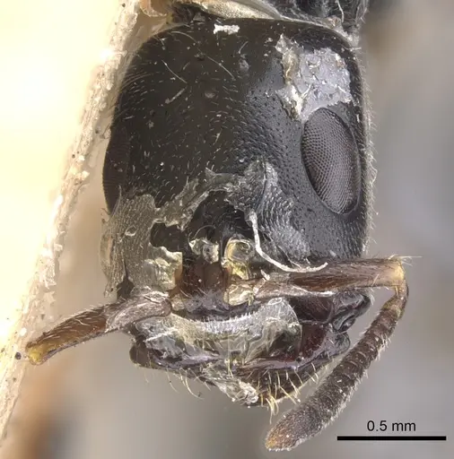 Tetraponera nigra specimen CASENT0902830 image casent0902830_2