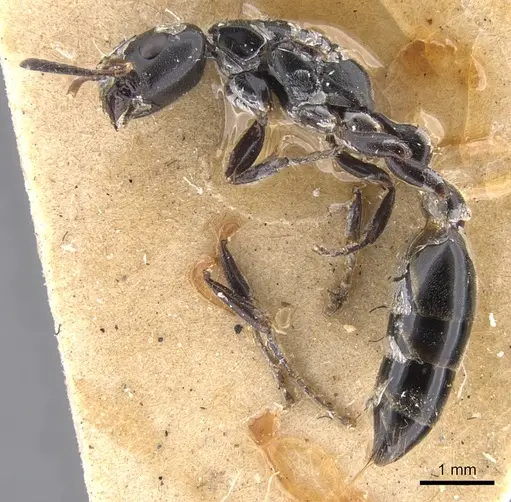 Tetraponera nigra specimen CASENT0902830 image casent0902830_3
