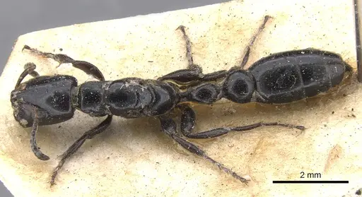 Tetraponera nigra specimen CASENT0902831 image casent0902831_1